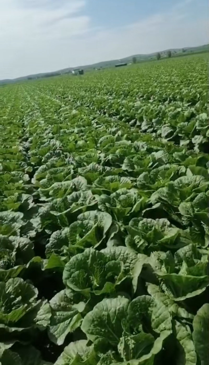 白菜黄心白菜内蒙白菜基地直供可视频看货欢迎来电