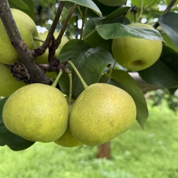 丁香梨
