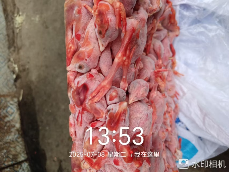 饲料原料喂养冰冻脱毛小鸡仔精加工大量有货厂家直供