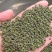 广西中花吴茱萸价格
