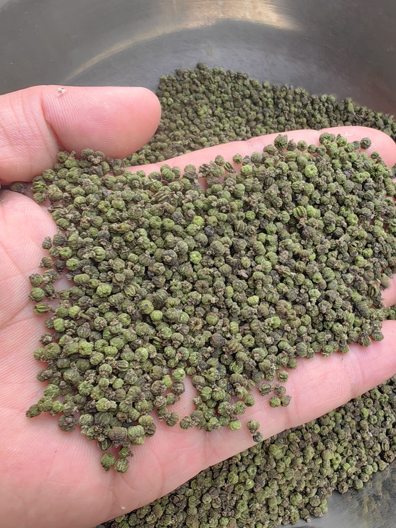 广西中花吴茱萸价格