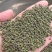广西中花吴茱萸价格
