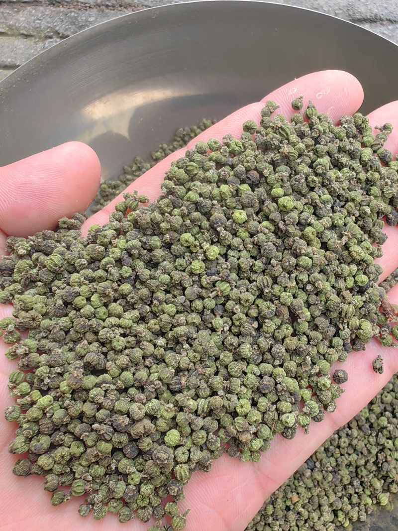 广西中花吴茱萸价格