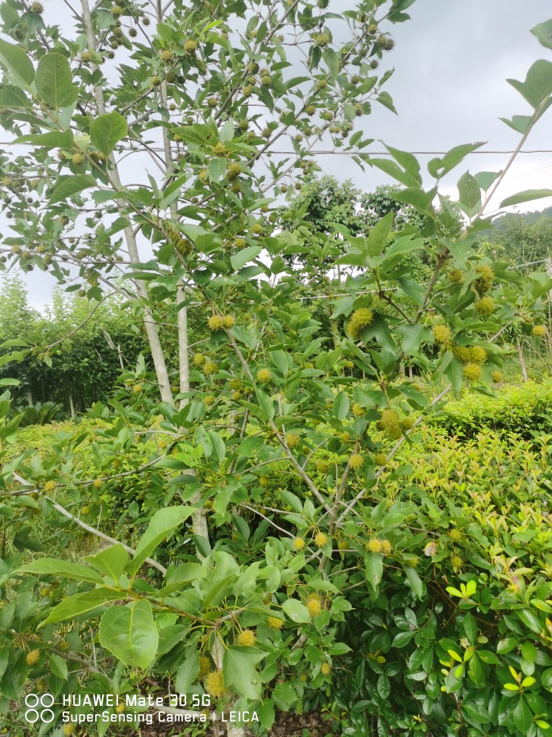 半枫荷果枝、切花半枫荷果枝、药材半枫荷果枝