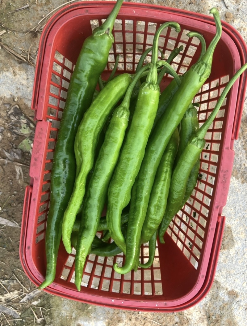 天然新鲜鲜辣椒