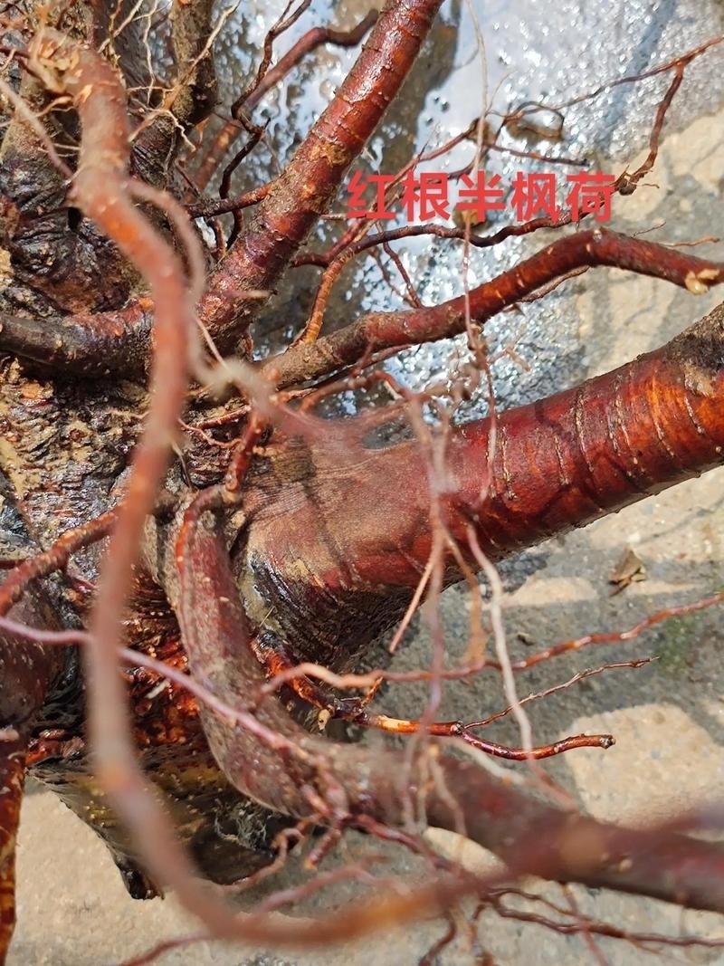 半枫荷药材、金缕半枫荷、红根半枫荷、半枫荷药材统片