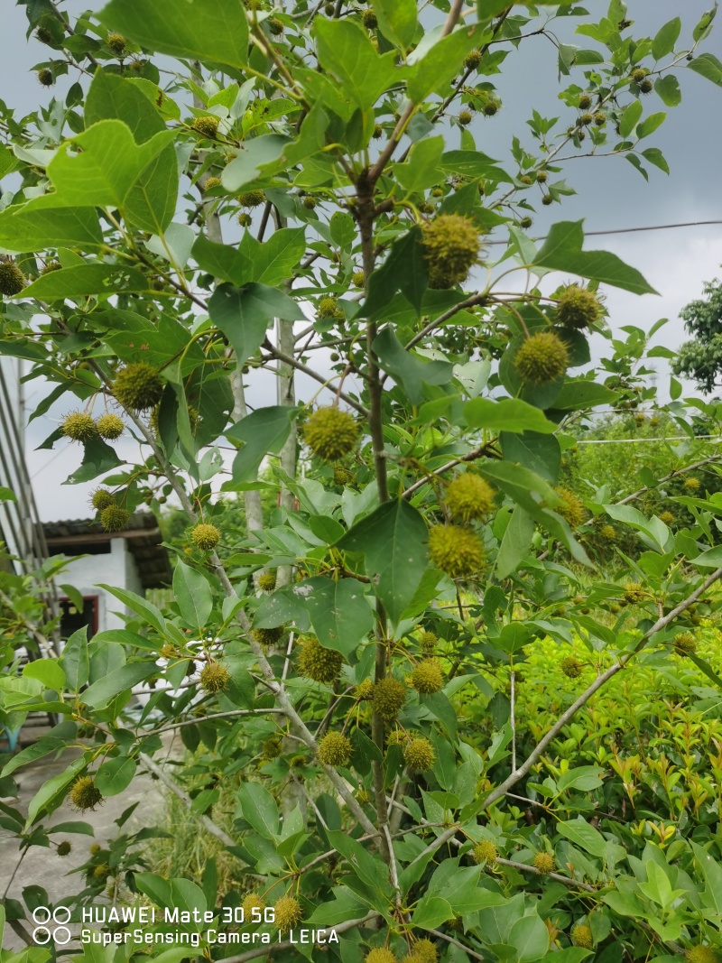半枫荷药材、金缕半枫荷、红根半枫荷、半枫荷药材统片