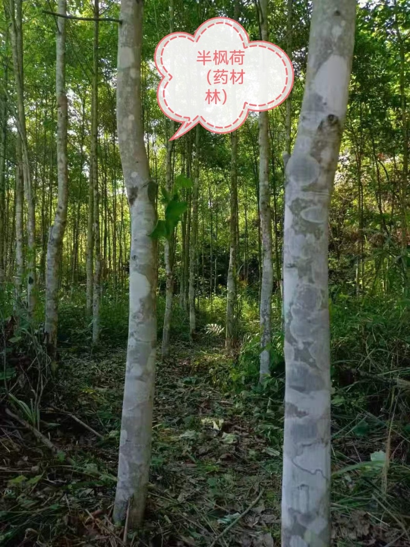 半枫荷药材、金缕半枫荷、红根半枫荷、半枫荷药材统片
