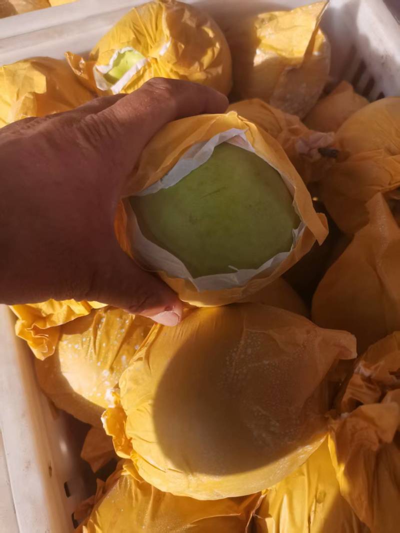 安徽翠玉梨，产地直发，全国供货，诚信经营，可视频看货