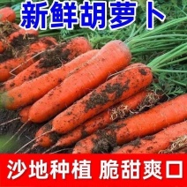陕西大荔红萝卜泥萝卜，一件代发🥕市场，电商货