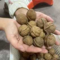 四川鲜核桃坚果核桃精品大果核桃大量供应一件代发