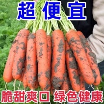 大荔县红萝卜撑杆红水果萝卜大量供应，电商，市场团购