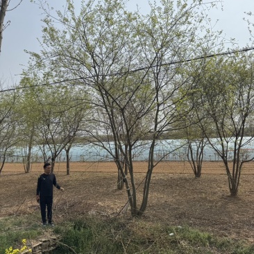 丛生朴树基地供应6-12米供货速度快