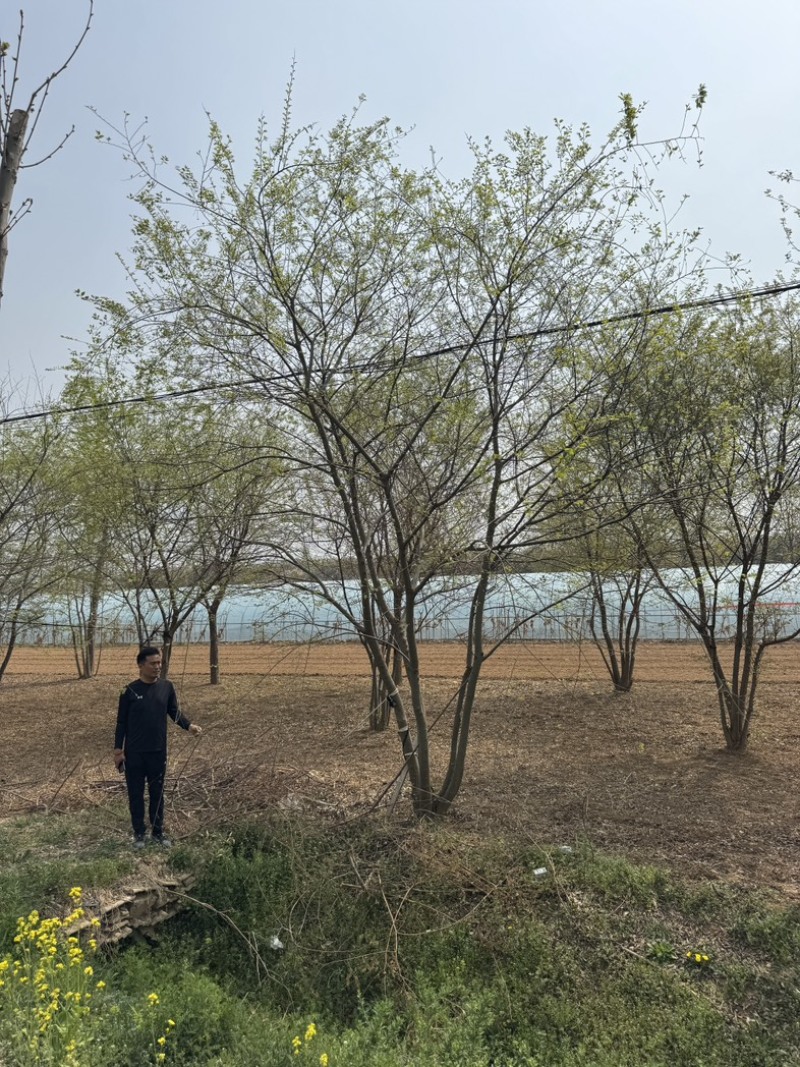 丛生朴树基地供应6-12米供货速度快