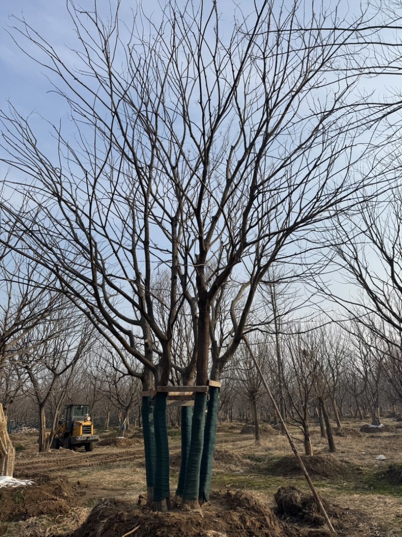 丛生朴树基地供应6-12米供货速度快