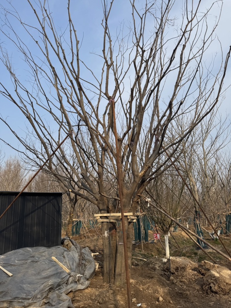 丛生朴树基地供应6-12米供货速度快