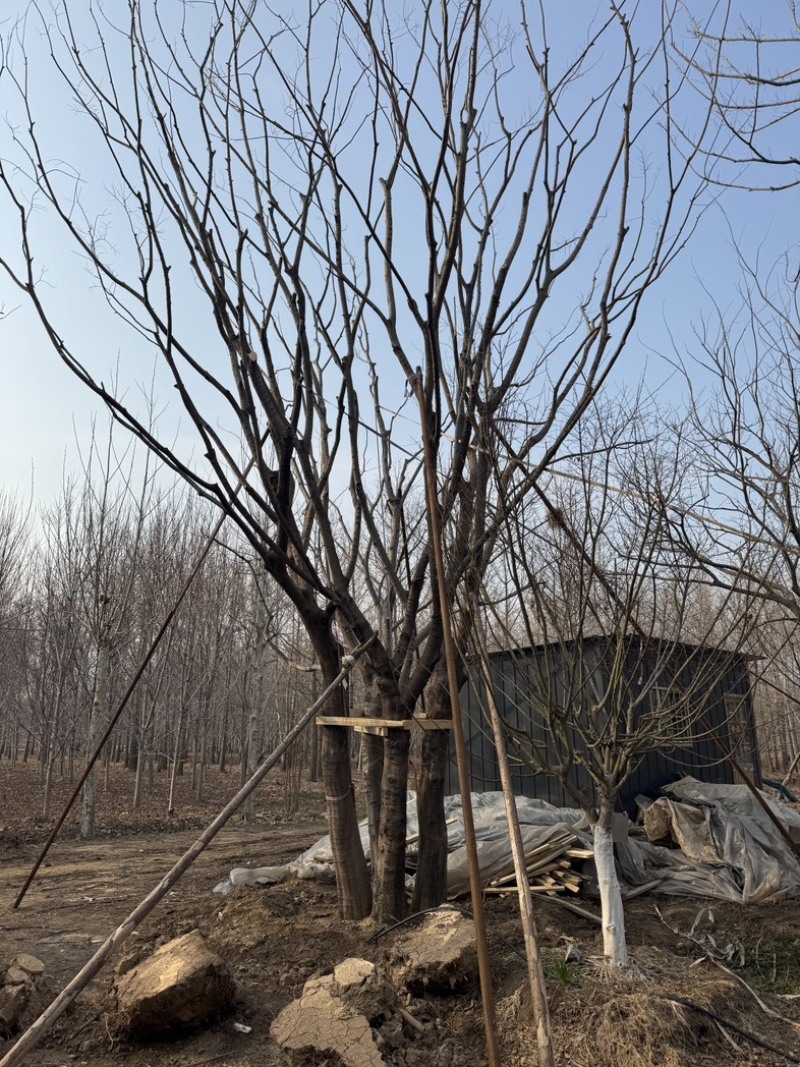 丛生朴树基地供应6-12米供货速度快