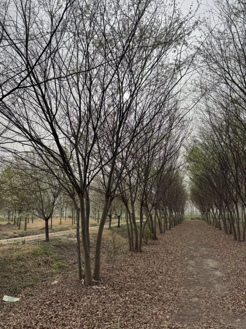丛生朴树基地供应6-12米供货速度快
