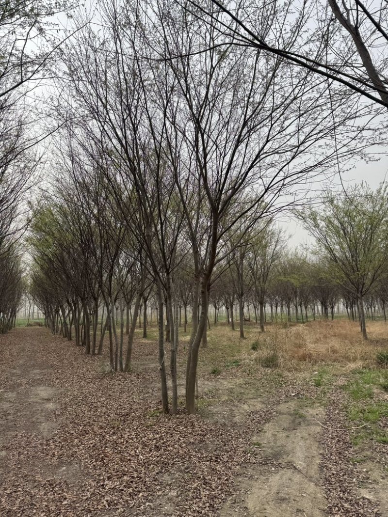 丛生朴树基地供应6-12米供货速度快