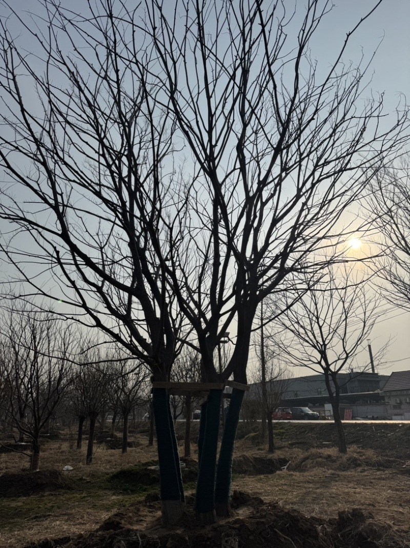 丛生朴树基地供应6-12米供货速度快