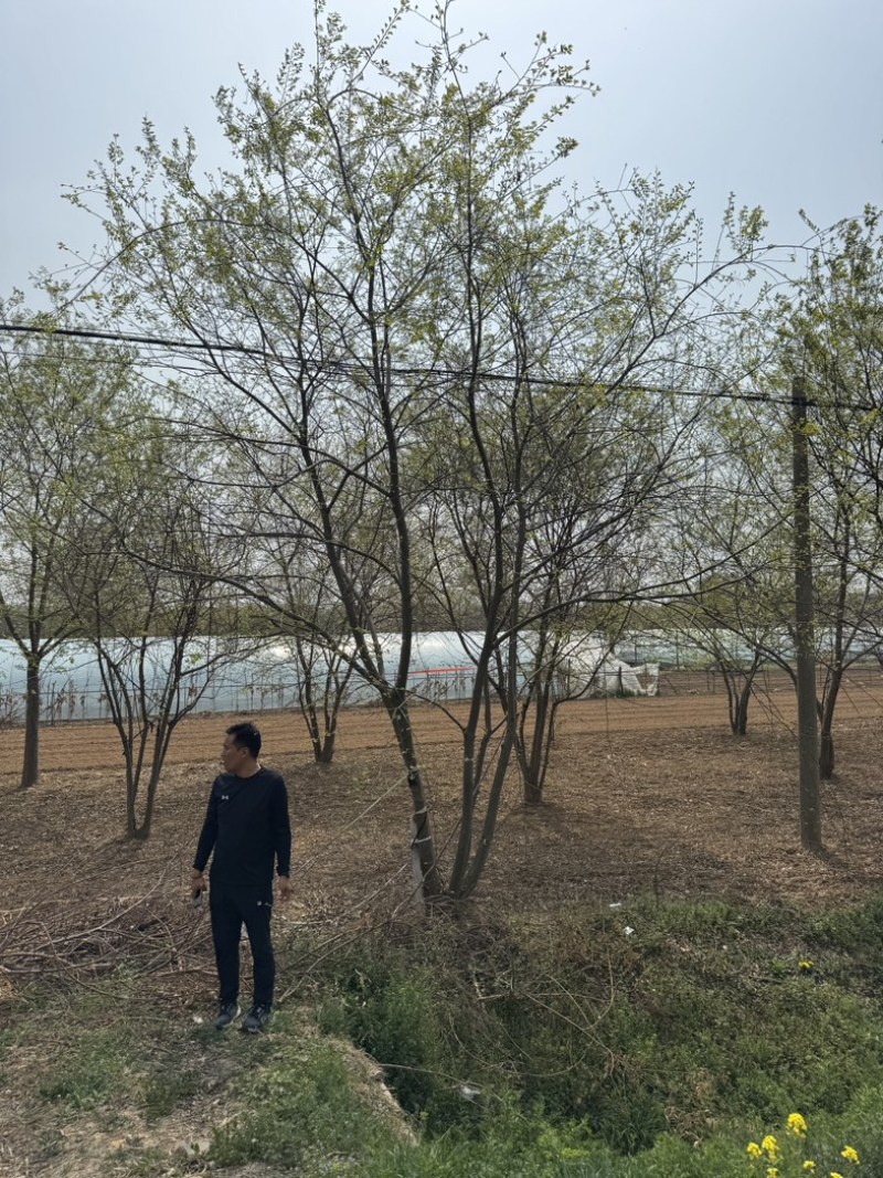丛生朴树基地供应6-12米供货速度快