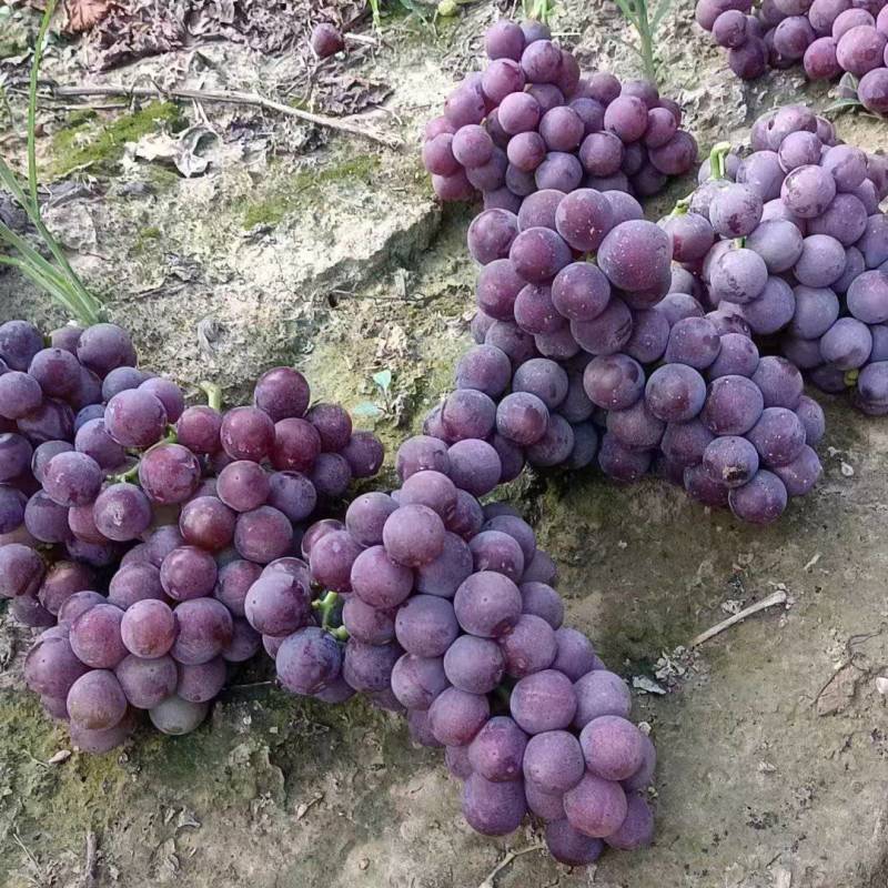 广宗县巨峰萄产地发货量大从优质量保证欢迎咨询