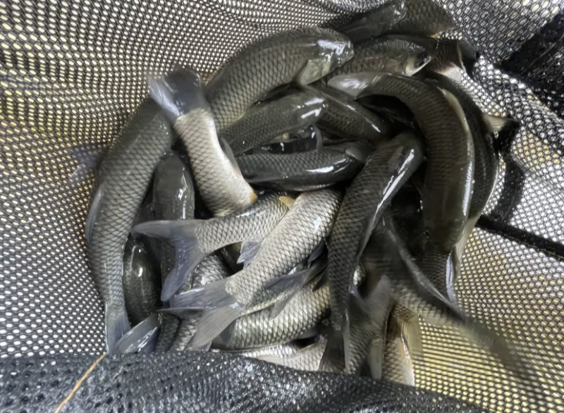 长江草鱼苗，全国发货，保质保量，欢迎咨询，价格优惠