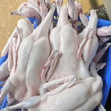 鹅肉佛山鹅肉厂家直销，无需经过中间商欢迎进店咨询