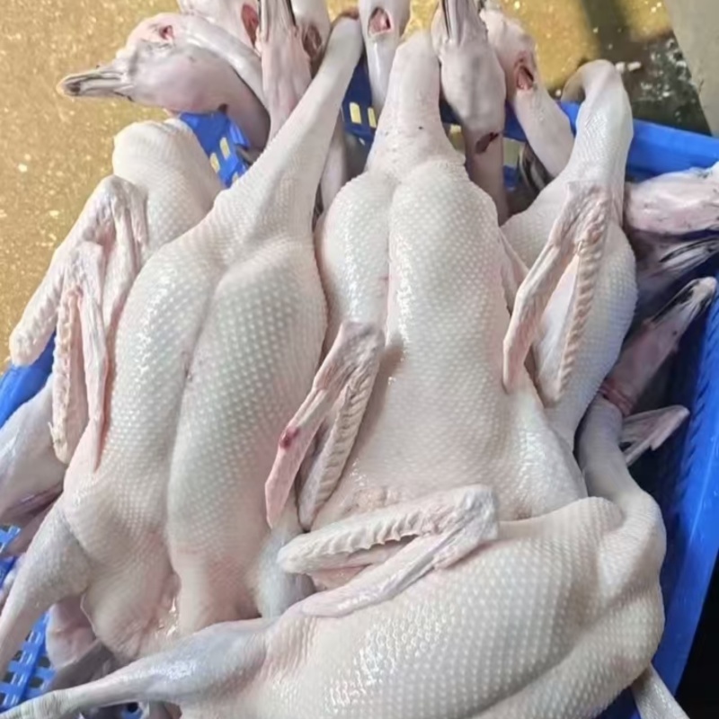 鹅肉佛山鹅肉厂家直销，无需经过中间商欢迎进店咨询