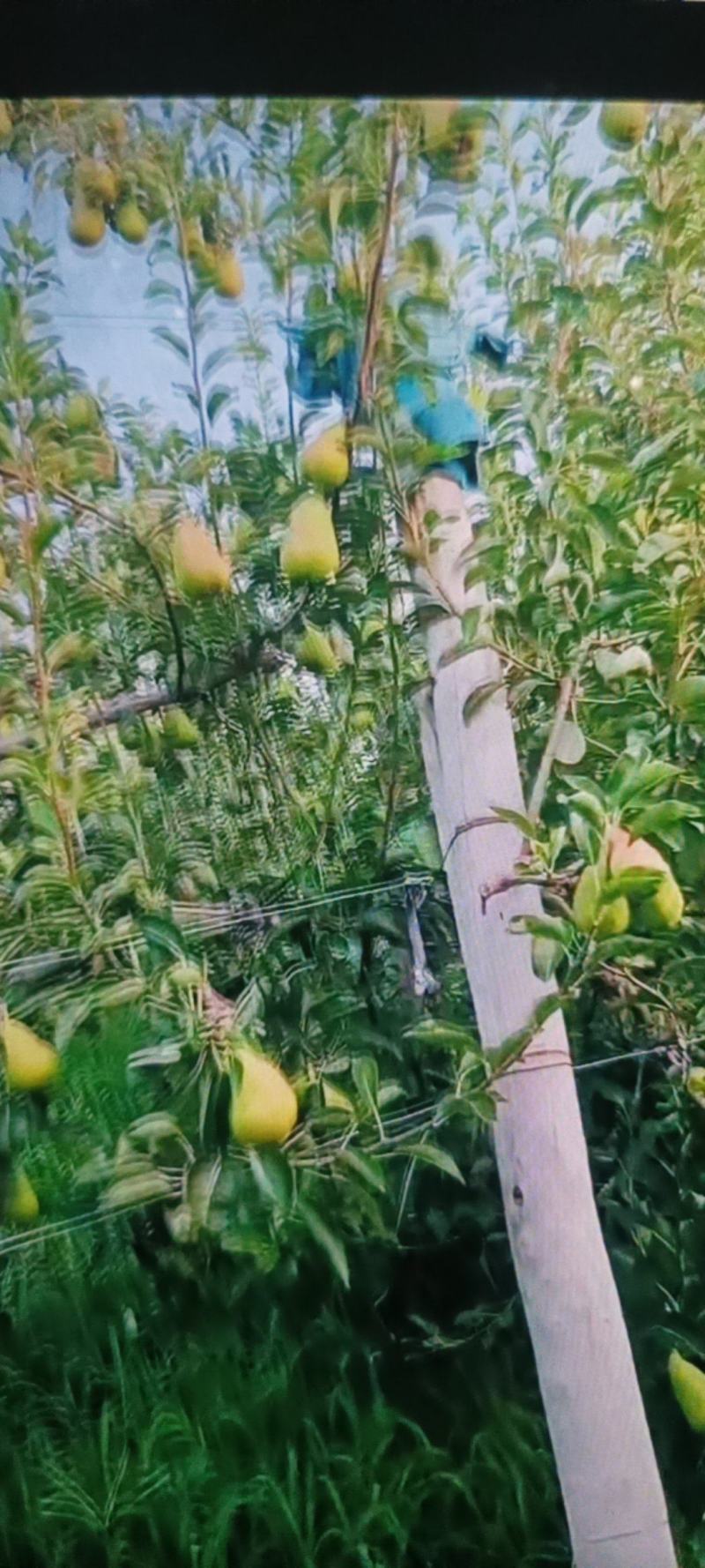 车轴梨我们当地也叫婆婆梨。欢迎骚扰