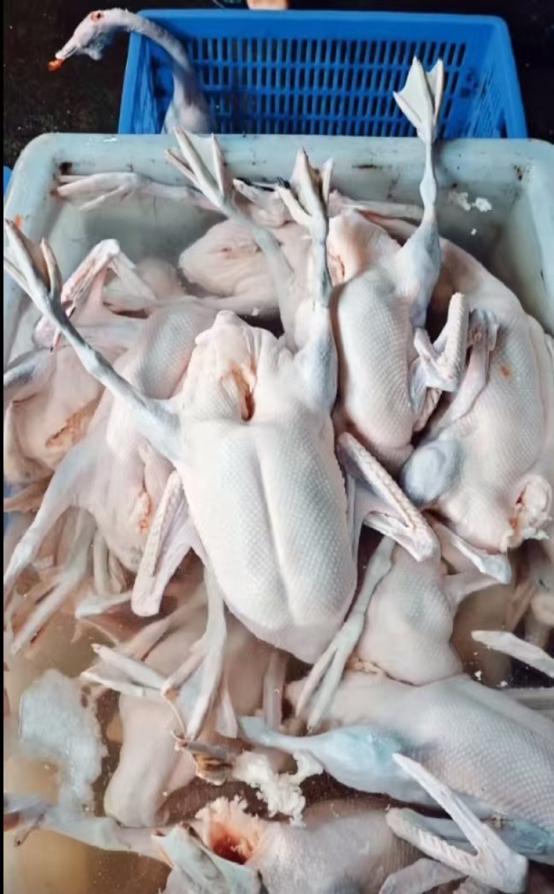 鹅肉佛山鹅肉厂家直销，无需经过中间商欢迎进店咨询
