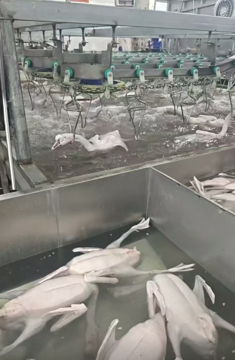 鹅肉佛山鹅肉厂家直销，无需经过中间商欢迎进店咨询