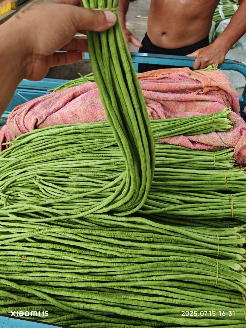 精品青条豆角大量有货产地直供质量保证代发全国