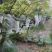 无力管理，十年老桩便宜卖。。。夏黑，阳光玫瑰，夏黑无核。
