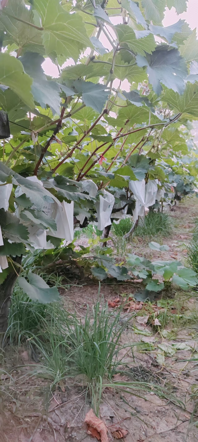 无力管理，十年老桩便宜卖。。。夏黑，阳光玫瑰，夏黑无核。