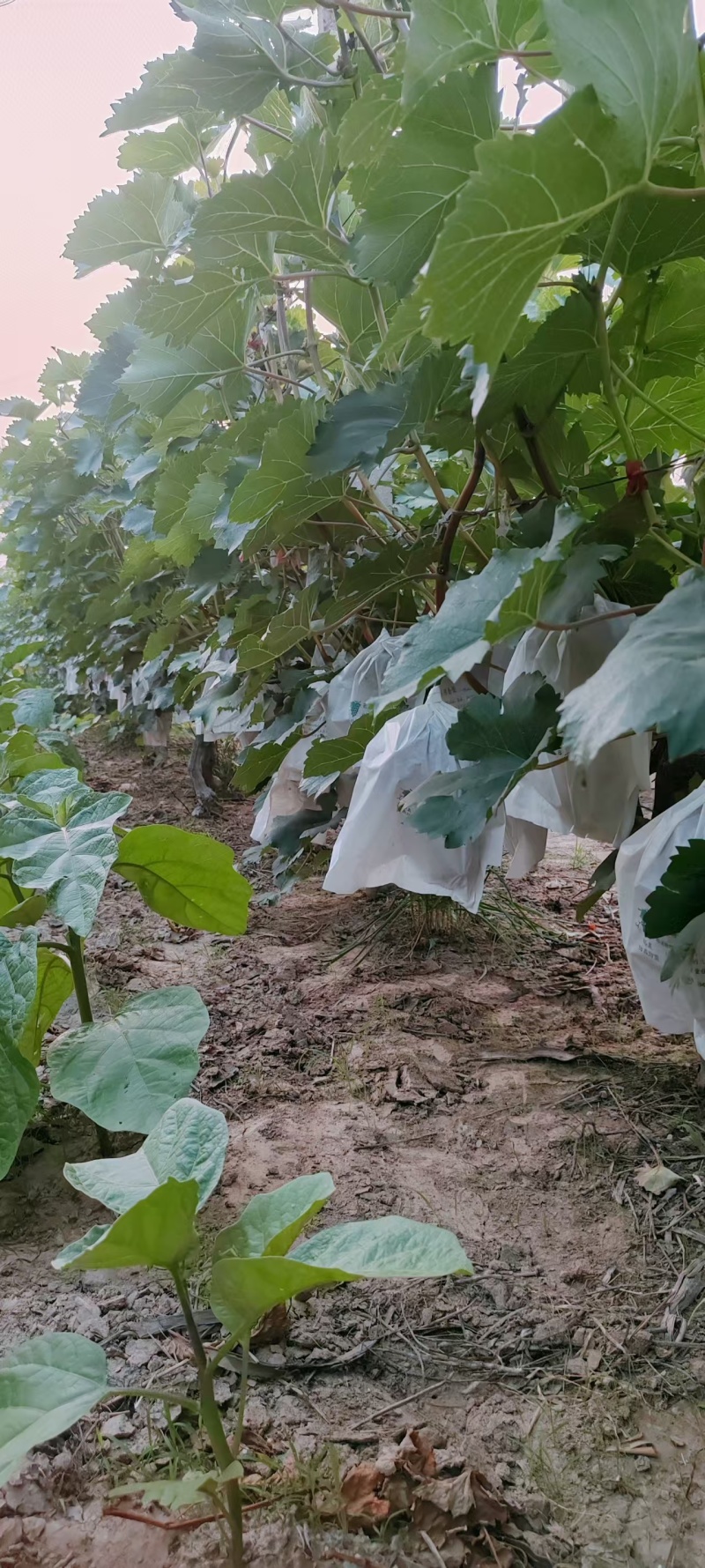 无力管理，十年老桩便宜卖。。。夏黑，阳光玫瑰，夏黑无核。