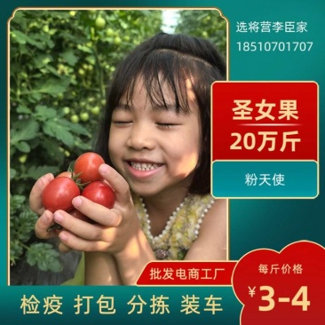 河北圣女果西红柿万亩种植基地农户直供