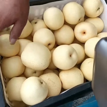 精品白黄冠一手货源，量大从优，欢迎全国老板