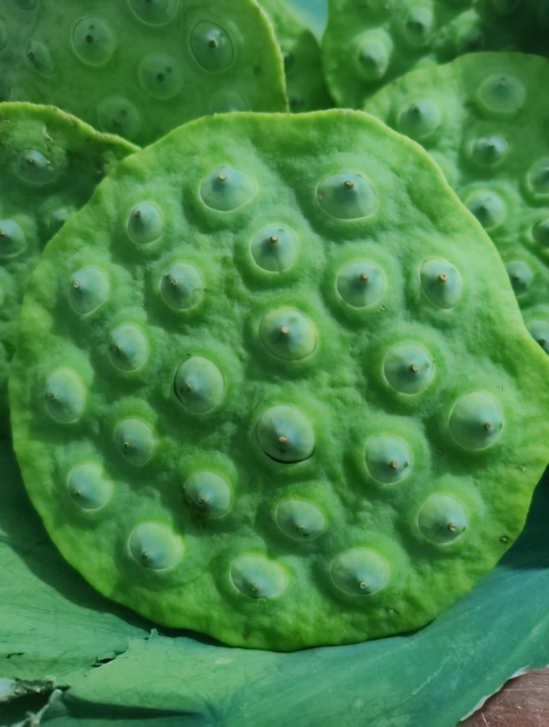 新鲜莲蓬