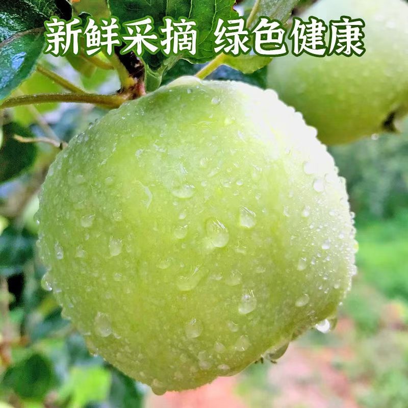 正宗青苹果酸脆多汁电商一件代发