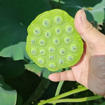 新鲜莲蓬