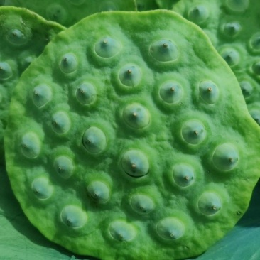 新鲜莲蓬