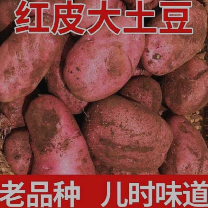 新鲜红皮土豆