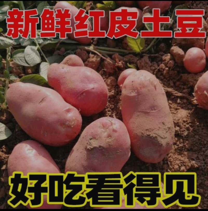 新鲜红皮土豆