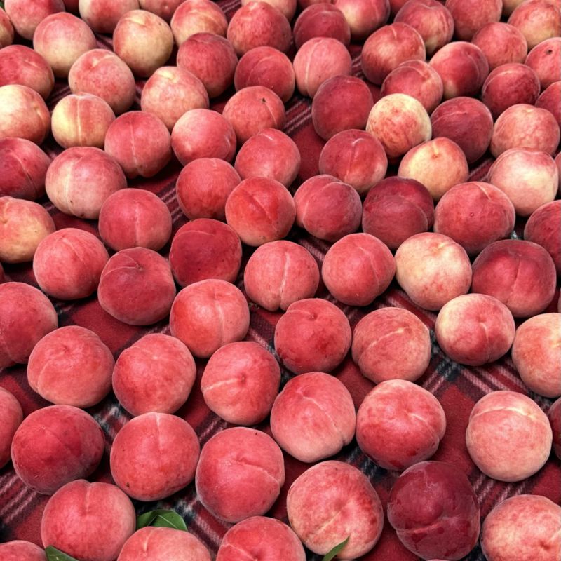 桃桃桃