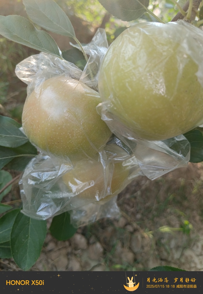 陕西嘎啦苹果