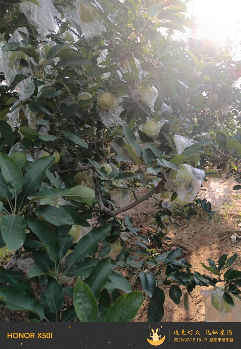 陕西嘎啦苹果