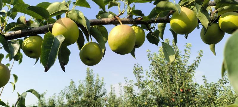 【品质保障】陕西丹霞红梨量大优惠对接全国批发电商