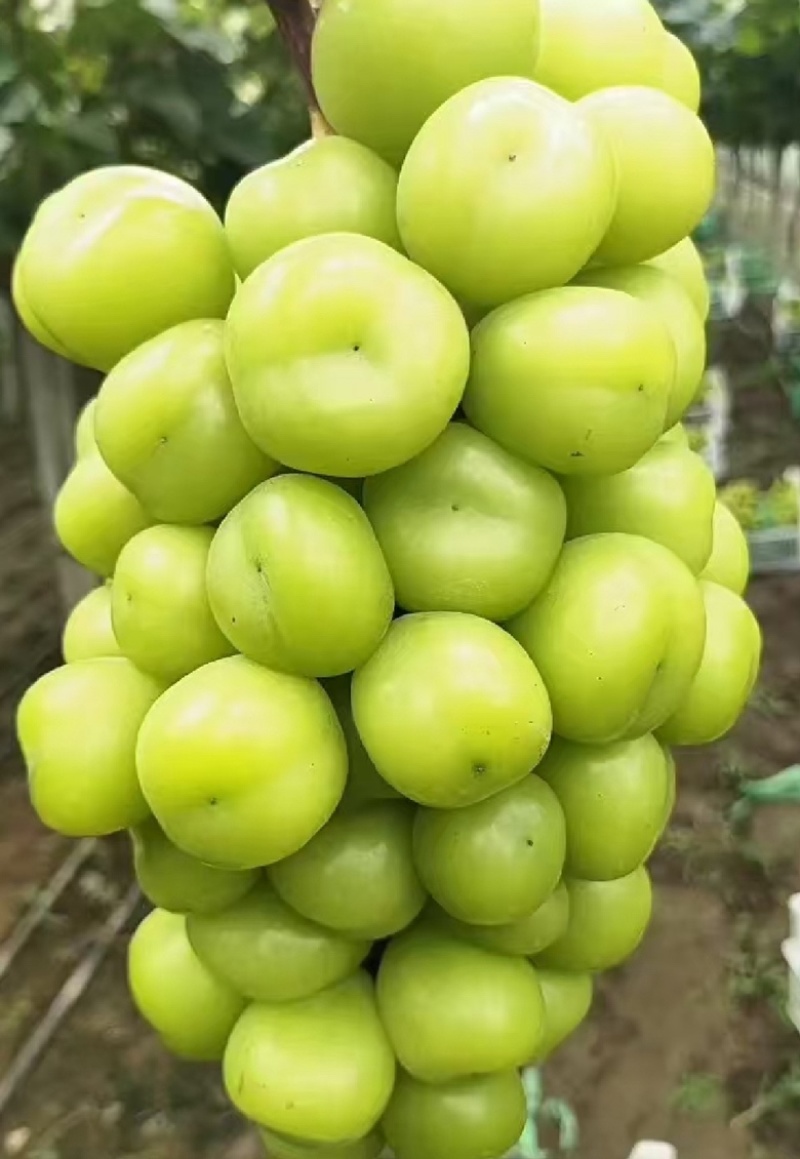 夏邑精品阳光玫瑰葡萄和夏黑一手货源大量上市产地直发