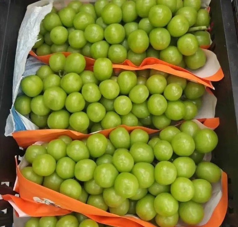 夏邑精品阳光玫瑰葡萄和夏黑一手货源大量上市产地直发